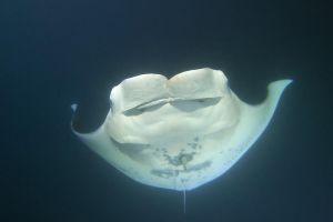 Manta Ray Night Snorkel Adventure