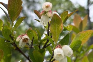 Acadia National Park Bus Tour