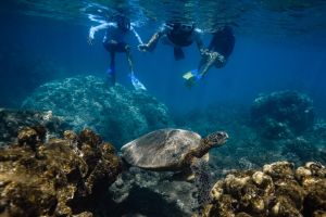 Wailea Snorkeling for Beginners