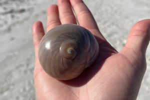 Guided City Walking Tour