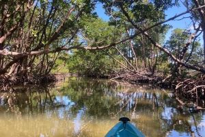 Rookery Bay Kayak Adventure