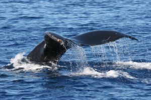 Maui Whale Watch Cruise