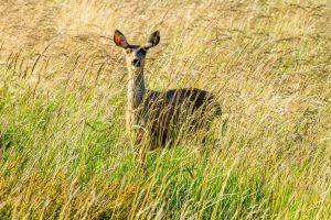 Skagit Valley Birding & Deception Pass Tour