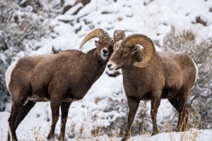 Grand Teton Sunrise Wildlife Tour