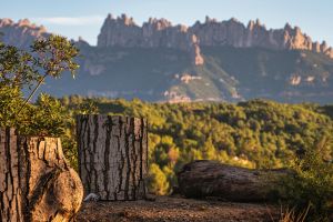 Barcelona Montserrat and City Highlights Shore Excursion