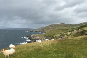 Private Tour of Beara Peninsula 