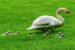 Oakfield Park Day Pass and Train Ride