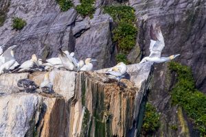 Ultimate Skellig Coast Tour with AquaTerra Boat Tours