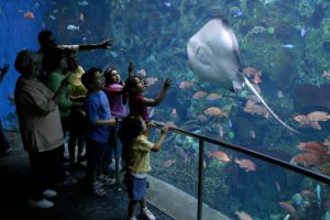 Aquarium of the Pacific California