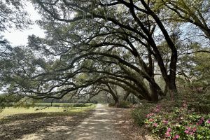 Tea Plantation & Winery Tour In Charleston