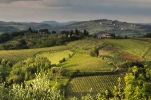 Tuscany Truffle Hunt: A Culinary Adventure from Florence