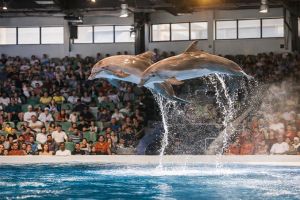 Dubai Dolphinarium Tickets