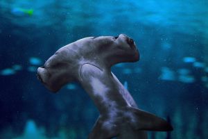 National Aquarium Abu Dhabi Entry Tickets