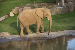 Official San Diego Zoo Safari Park Tickets