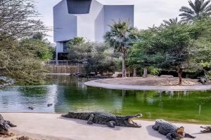 Dubai Crocodile Park Adventure