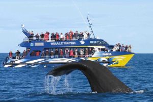 Kaikōura Whale Watching Adventure
