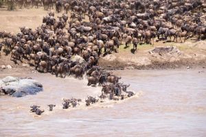 6-Day Serengeti Migration Safari Tanzania
