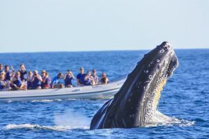 Puerto Vallarta Whale Watching Adventure
