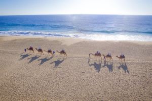 Cabo Beach Camel Ride & Tequila Tasting