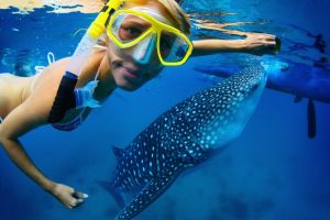 Whale Shark Snorkeling Adventure