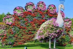 Dubai Miracle Garden + National Aquarium Abu Dhabi Tickets
