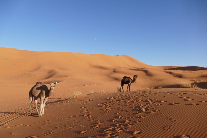 4 days desert tour from Marrakech to Merzouga image