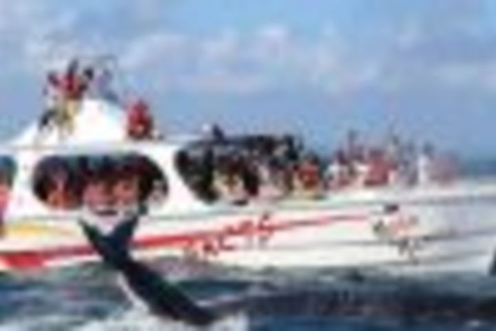 Samana: Whale Watching and Cayo Levantado Full Day Tour image