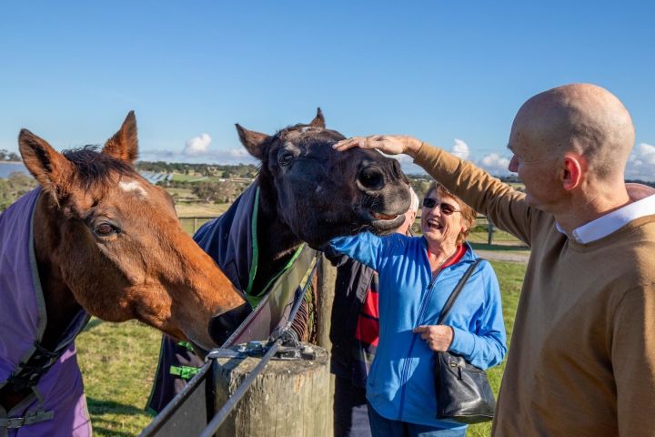 Living Legends Racehorse Tour – Half-Day from Melbourne image