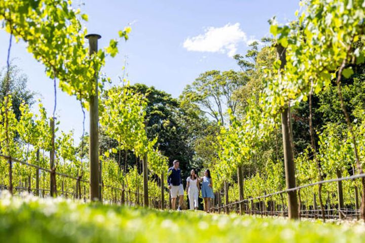 Tamborine Mountain Winery Experience from Brisbane image
