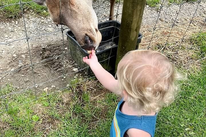 Auckland Sheep Farm Tour Experience image