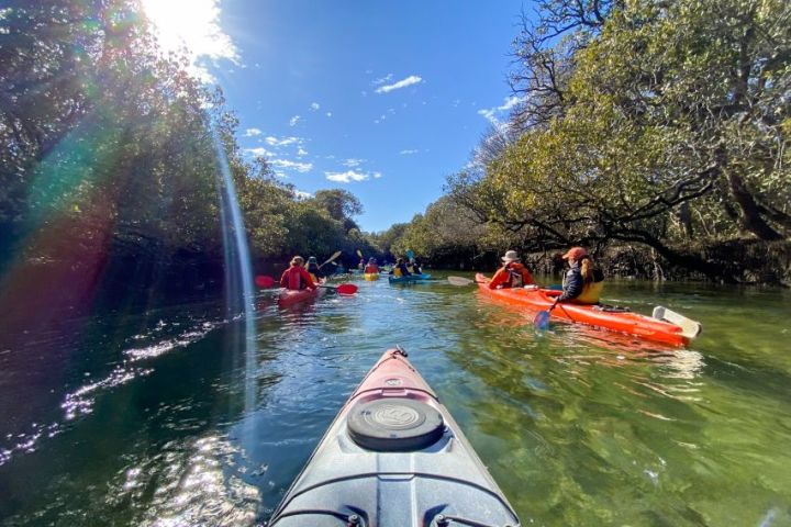 Guided Kayak Tour Adelaide Dolphin Sanctuary image