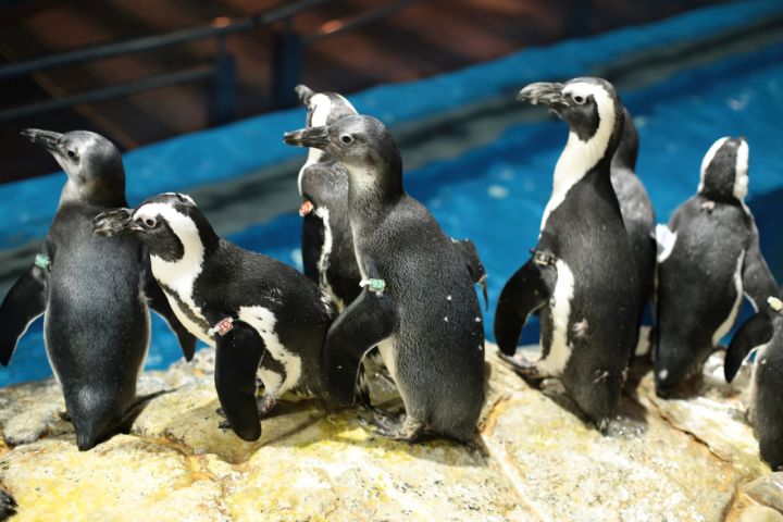 Underwater World Langkawi image