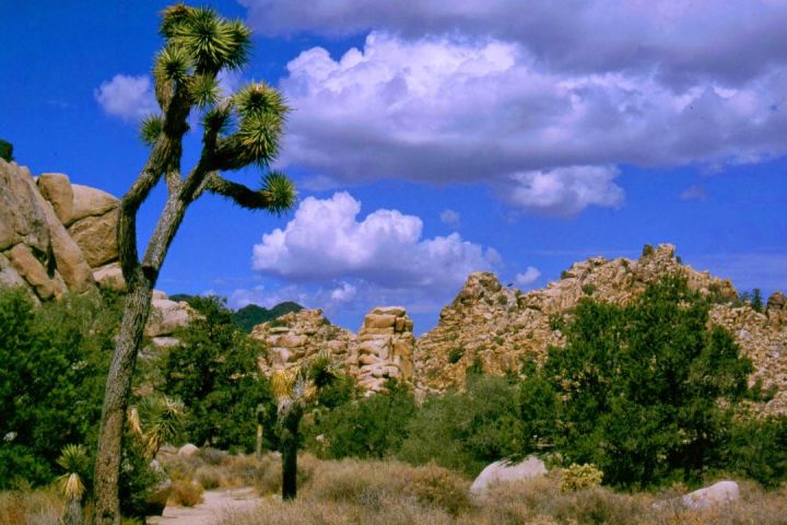 Joshua Tree Air-Conditioned Scenic Tour from Palm Springs image