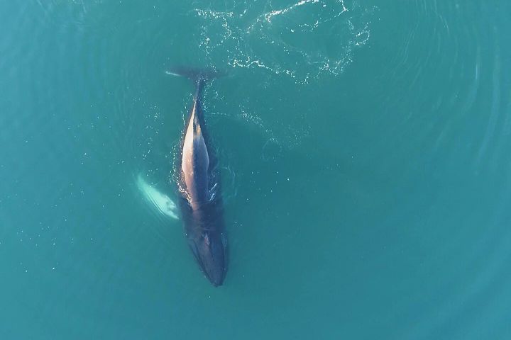 Sailing with Giants: Whale Watching from Reykjavik image