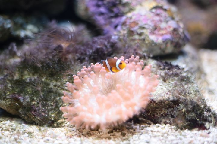 Underwater World Langkawi image