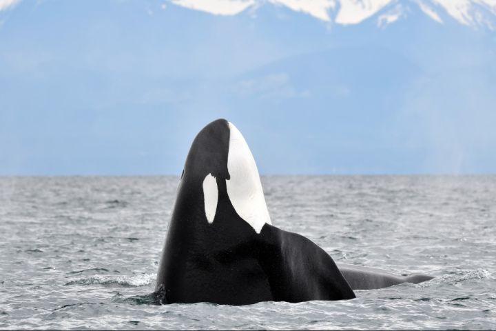 Open Boat Day Tour image