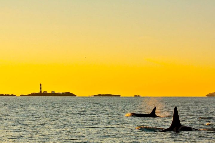 4 Ever Wild- Sunset image