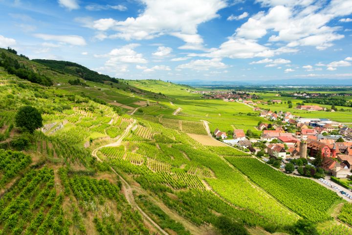 Alsace Wine Route Half-Day Tour from Strasbourg - Small Group image
