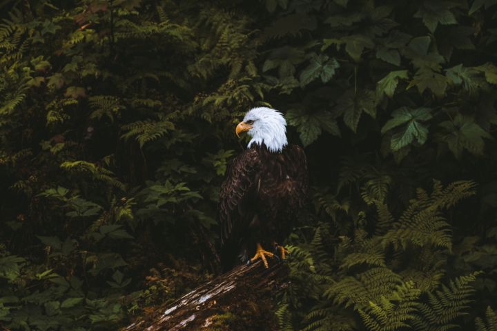 Stikine River John Muir Adventure Tour image
