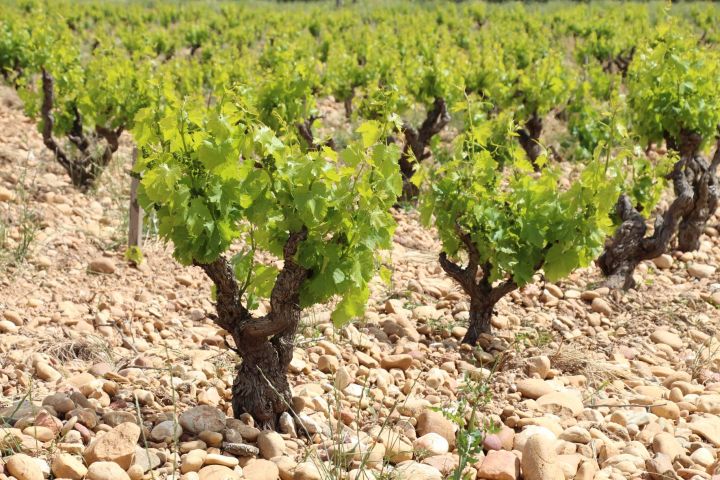 From Avignon Châteauneuf du Pape wine tour private image