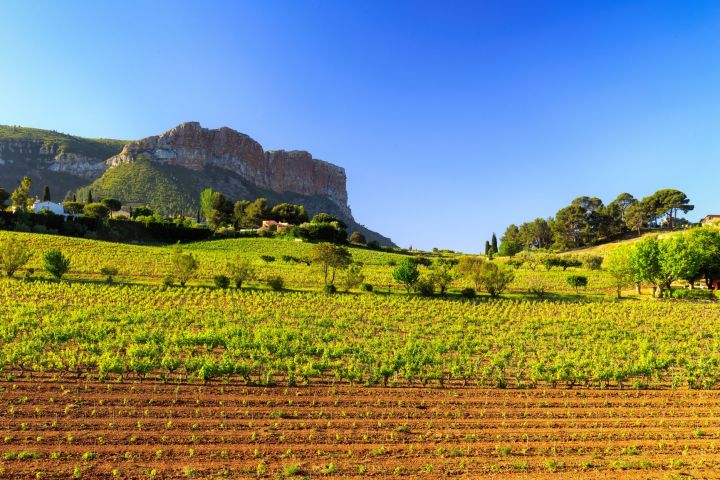 Provence Wine Tour: Exclusive Tasting Experience (private) image