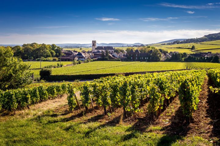 Burgundy wine tour to Cote de Nuits from Beaune (private) image