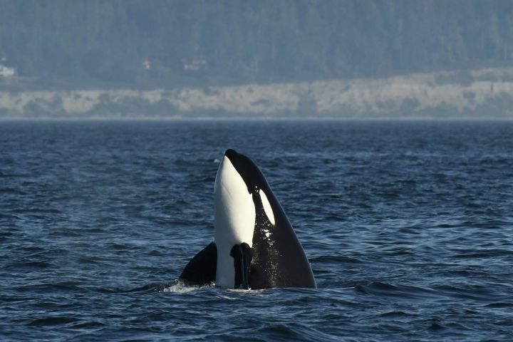 Whale & Wildlife Adventure Cruise - Semi Covered Boat image