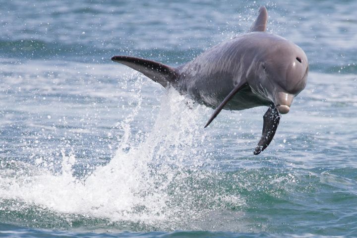 Dolphin Encounter Boat Cruise at Clearwater Beach image