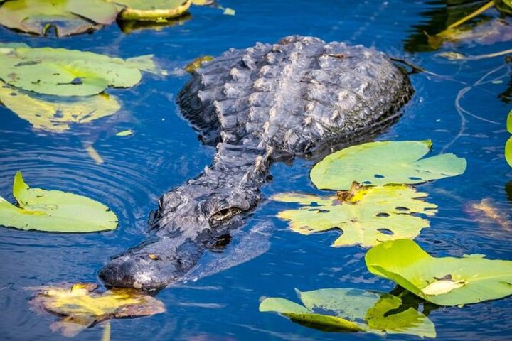 Miami Everglades Airboat Tour with Transportation image