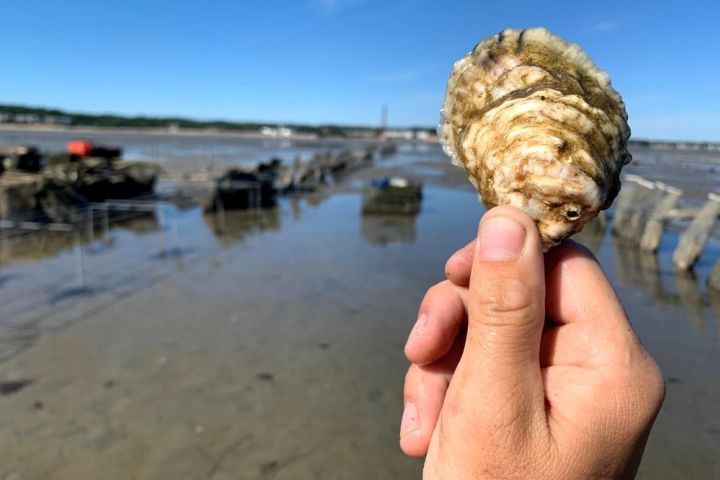 Bump 'N Brine Oyster Farm Tour image