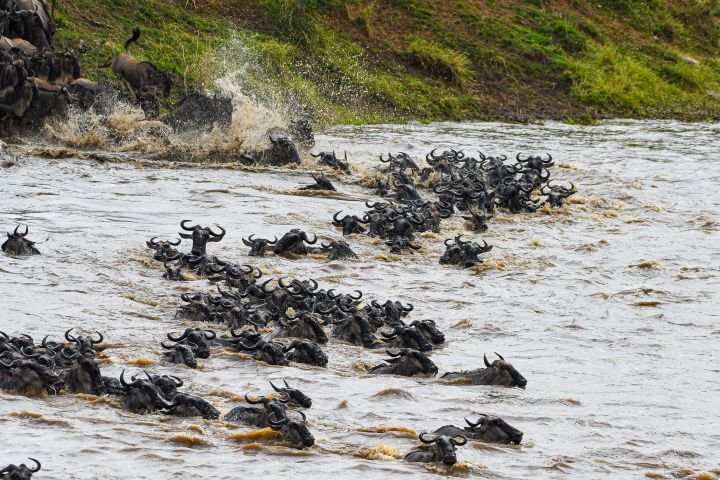 7-Day Serengeti Wildebeest Migration Safari image