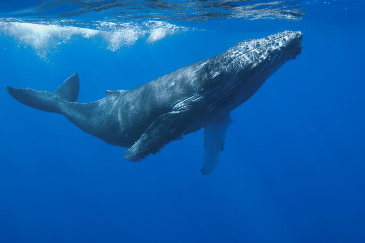 Luxury Maui Whale Watching Tour (2.5 Hours) image