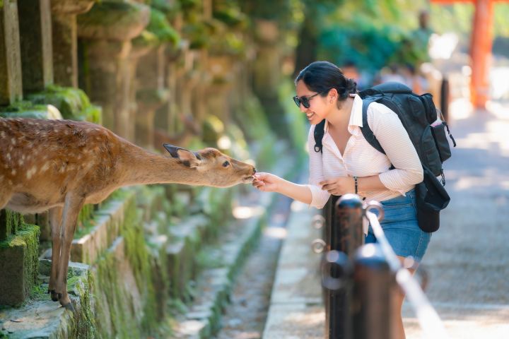 Nara Half-Day Small Group Tour from Kyoto  image