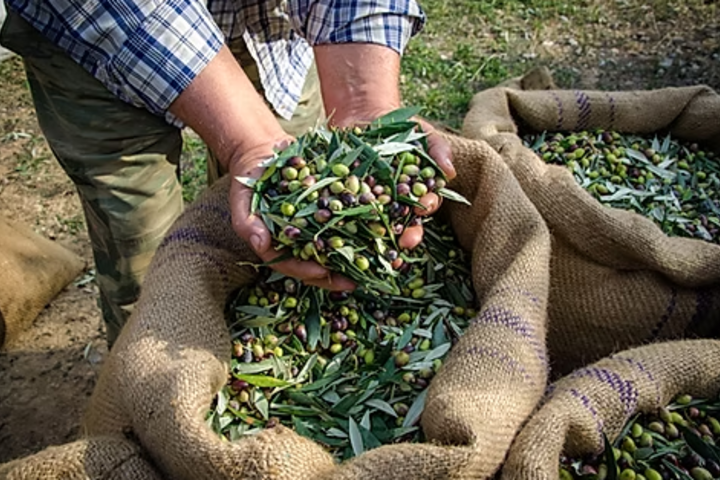 Olive-harvest day trip in Chania image